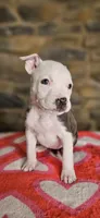 Takito 2.0, a female American Bully for sale in Lenoir, NC – 7 of 10