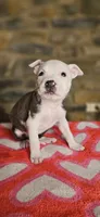 Takito 2.0, a female American Bully for sale in Lenoir, NC – 6 of 10