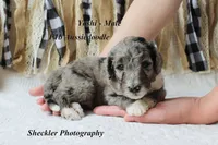 Yoshi, a male Aussiedoodle for sale in Columbia City, IN – 4 of 4