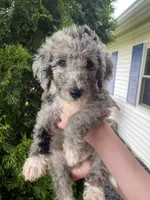 Yoshi, a male Aussiedoodle and Poodle - Standard  for sale in Columbia City, IN – 5 of 9