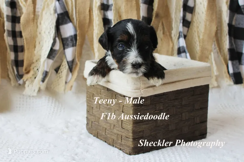 Teeny – Aussiedoodle puppy for sale in Columbia City, IN