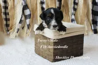 Teeny, a male Aussiedoodle for sale in Columbia City, IN – 1 of 6