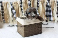 Peach, a female Aussiedoodle for sale in Columbia City, IN – 4 of 5