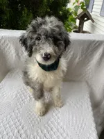 King "Boo", a male Aussiedoodle and Poodle - Standard  for sale in Columbia City, IN – 3 of 10