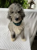 Yoshi, a male Aussiedoodle and Poodle - Standard  for sale in Columbia City, IN – 2 of 9