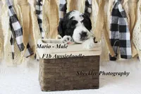 Mario, a male Aussiedoodle for sale in Columbia City, IN – 2 of 5