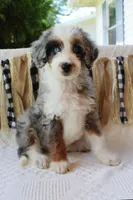 Koopa Troopa, a male Aussiedoodle and Poodle - Standard  for sale in Columbia City, IN – 1 of 8