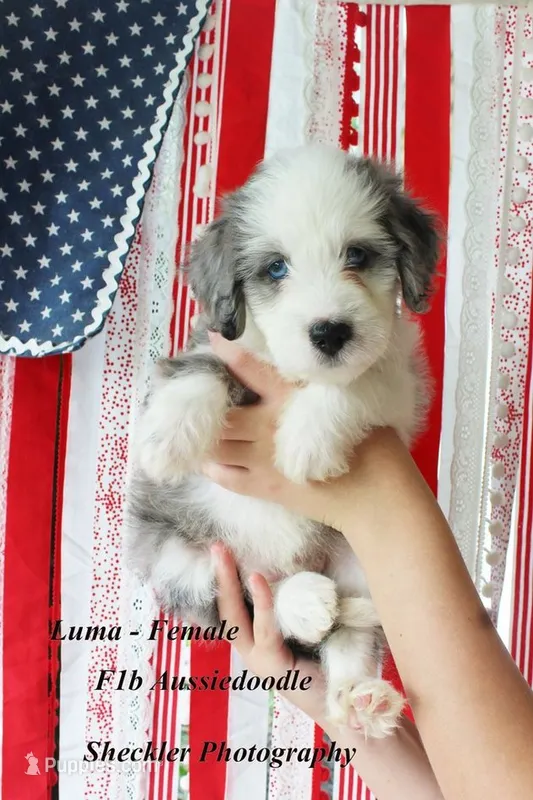 Luma Grace – Aussiedoodle, Poodle - Standard  puppy for sale in Columbia City, IN