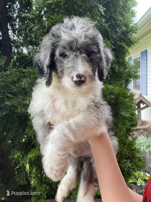 King "Boo" – Aussiedoodle, Poodle - Standard  puppy for sale in Columbia City, IN