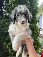 King "Boo", a male Aussiedoodle and Poodle - Standard  for sale in Columbia City, IN – 6 of 10