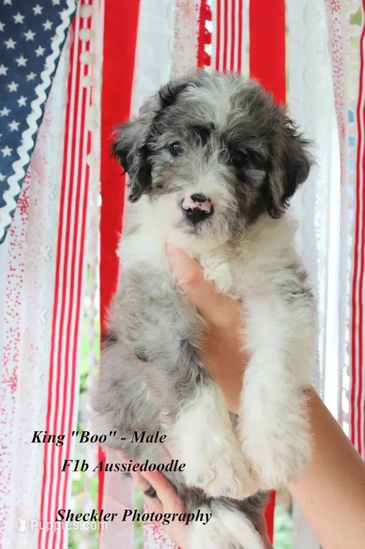 King "Boo" – Aussiedoodle, Poodle - Standard  puppy for sale in Columbia City, IN