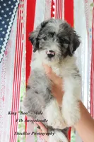 King "Boo", a male Aussiedoodle and Poodle - Standard  for sale in Columbia City, IN – 7 of 10