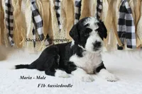 Mario, a male Aussiedoodle for sale in Columbia City, IN – 3 of 5