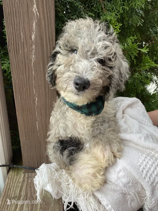 Yoshi – Aussiedoodle, Poodle - Standard  puppy for sale in Columbia City, IN