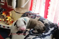 Luma Grace, a female Aussiedoodle and Poodle - Standard  for sale in Columbia City, IN – 4 of 5