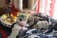 Koopa Troopa, a male Aussiedoodle and Poodle - Standard  for sale in Columbia City, IN – 5 of 8