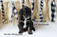 Daisy, a female Aussiedoodle for sale in Columbia City, IN – 3 of 4