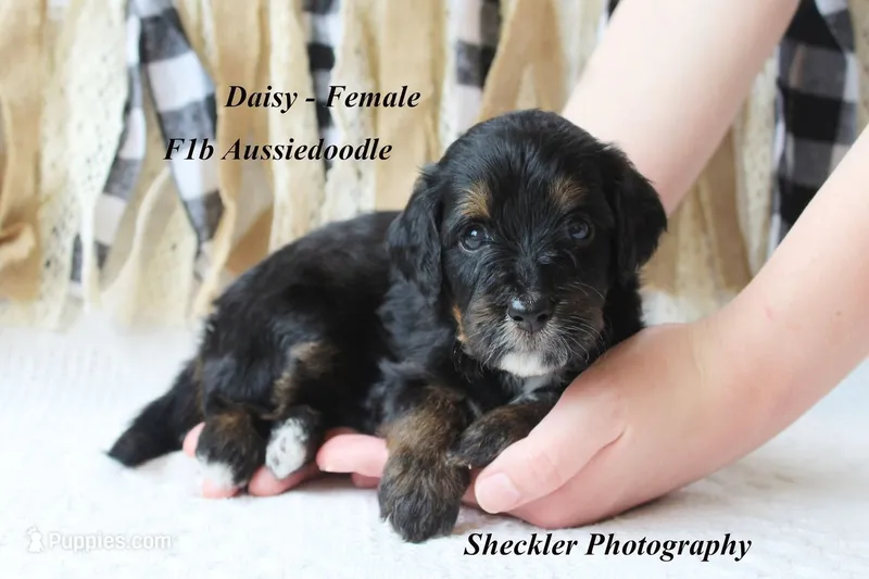 Daisy – Aussiedoodle puppy for sale in Columbia City, IN