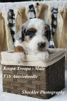 Koopa Troopa, a male Aussiedoodle and Poodle - Standard  for sale in Columbia City, IN – 6 of 8