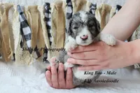 King "Boo", a male Aussiedoodle for sale in Columbia City, IN – 3 of 7
