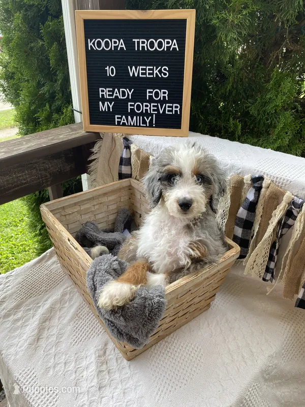 Koopa – Aussiedoodle, Poodle - Standard  puppy for sale in Columbia City, IN
