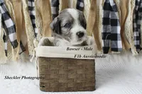 Bowser, a male Aussiedoodle for sale in Columbia City, IN – 3 of 5