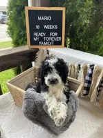 Mario, a male Aussiedoodle and Poodle - Standard  for sale in Columbia City, IN – 3 of 10