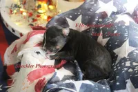 Teeny, a male Aussiedoodle for sale in Columbia City, IN – 6 of 6