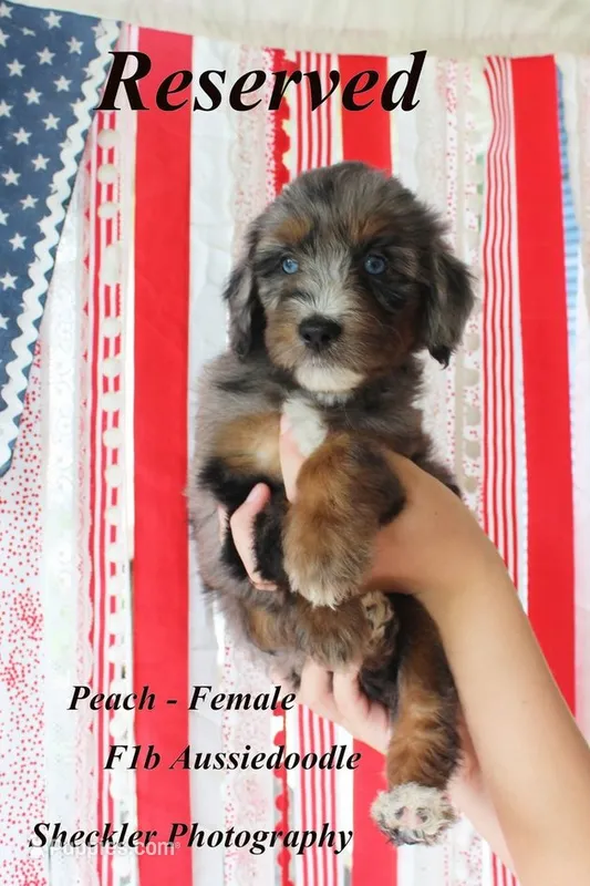 Peach – Aussiedoodle, Poodle - Standard  puppy on hold in Columbia City, IN