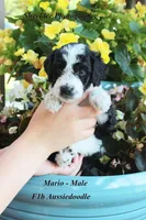 Mario, a male Aussiedoodle and Poodle - Standard  for sale in Columbia City, IN – 8 of 10