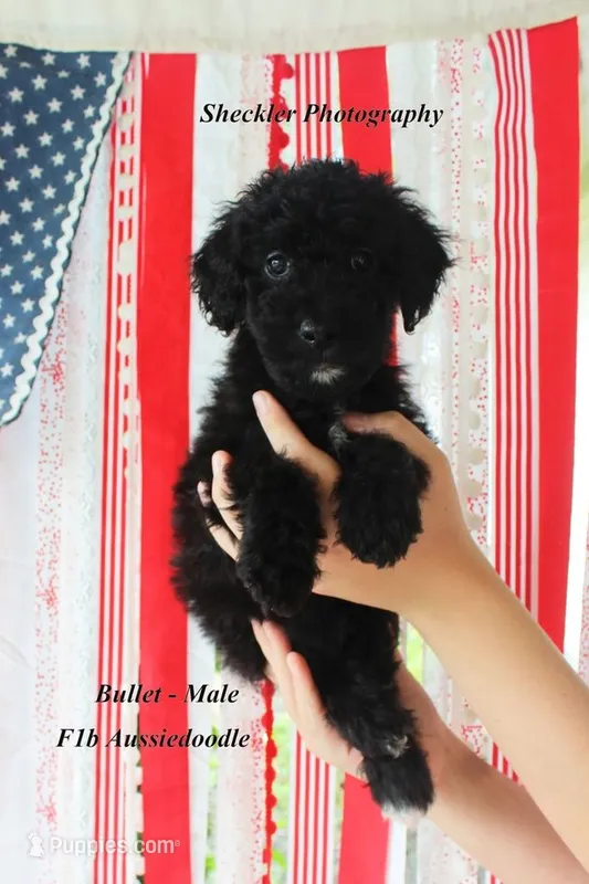 Bullet – Aussiedoodle, Poodle - Standard  puppy for sale in Columbia City, IN