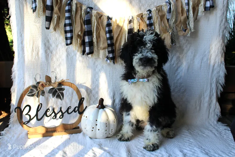 Mario – Aussiedoodle, Poodle - Standard  puppy for sale in Columbia City, IN