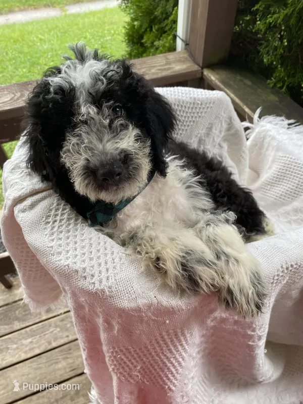 Mario – Aussiedoodle, Poodle - Standard  puppy for sale in Columbia City, IN
