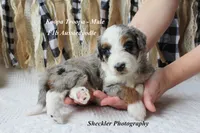 Koopa Troopa, a male Aussiedoodle and Poodle - Standard  for sale in Columbia City, IN – 4 of 8