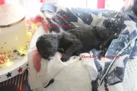 Bullet, a male Aussiedoodle for sale in Columbia City, IN – 3 of 4