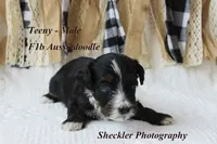 Teeny, a male Aussiedoodle for sale in Columbia City, IN – 4 of 6