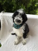 Mario, a male Aussiedoodle and Poodle - Standard  for sale in Columbia City, IN – 2 of 10