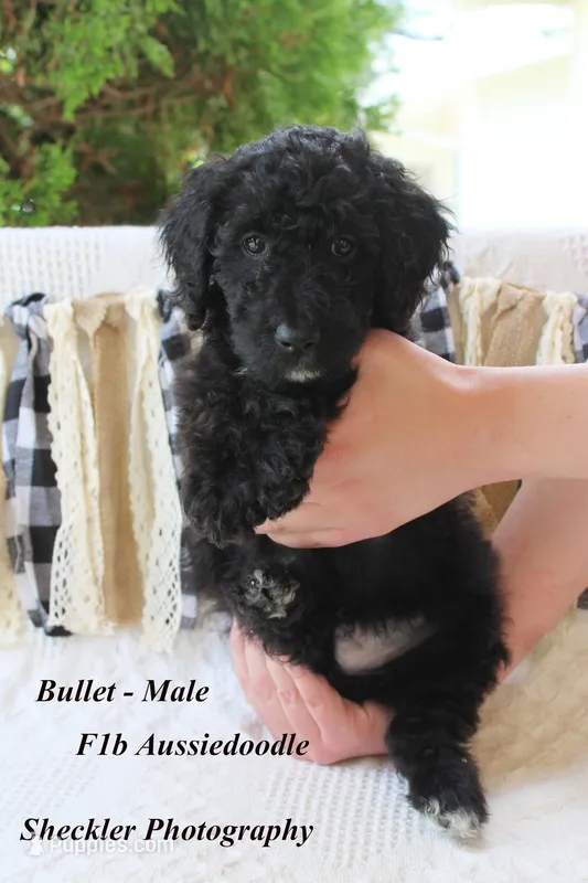 Bullet – Aussiedoodle, Poodle - Standard  puppy for sale in Columbia City, IN