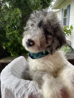 King "Boo", a male Aussiedoodle and Poodle - Standard  for sale in Columbia City, IN – 2 of 10
