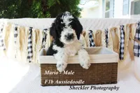 Mario, a male Aussiedoodle and Poodle - Standard  for sale in Columbia City, IN – 6 of 10