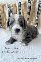 Bowser, a male Aussiedoodle for sale in Columbia City, IN – 2 of 5