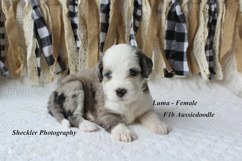 Luma Grace – Aussiedoodle, Poodle - Standard  puppy for sale in Columbia City, IN