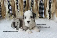 Luma Grace, a female Aussiedoodle and Poodle - Standard  for sale in Columbia City, IN – 1 of 5