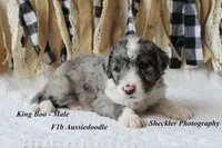 King "Boo", a male Aussiedoodle for sale in Columbia City, IN – 7 of 7