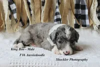 King "Boo", a male Aussiedoodle for sale in Columbia City, IN – 5 of 7