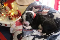 Mario, a male Aussiedoodle for sale in Columbia City, IN – 4 of 5