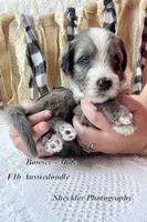 Bowser, a male Aussiedoodle for sale in Columbia City, IN – 4 of 5