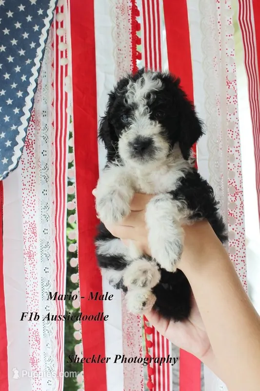 Mario – Aussiedoodle, Poodle - Standard  puppy for sale in Columbia City, IN