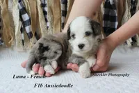Luma Grace, a female Aussiedoodle and Poodle - Standard  for sale in Columbia City, IN – 2 of 5