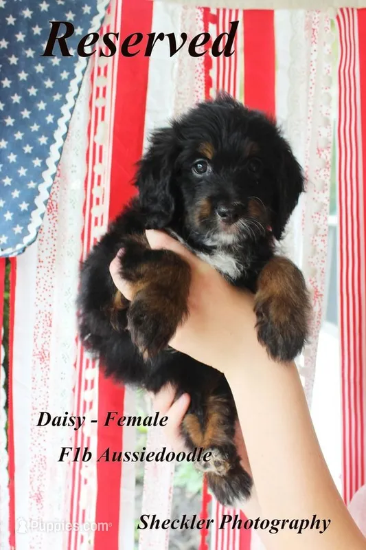 Daisy – Aussiedoodle, Poodle - Standard  puppy on hold in Columbia City, IN